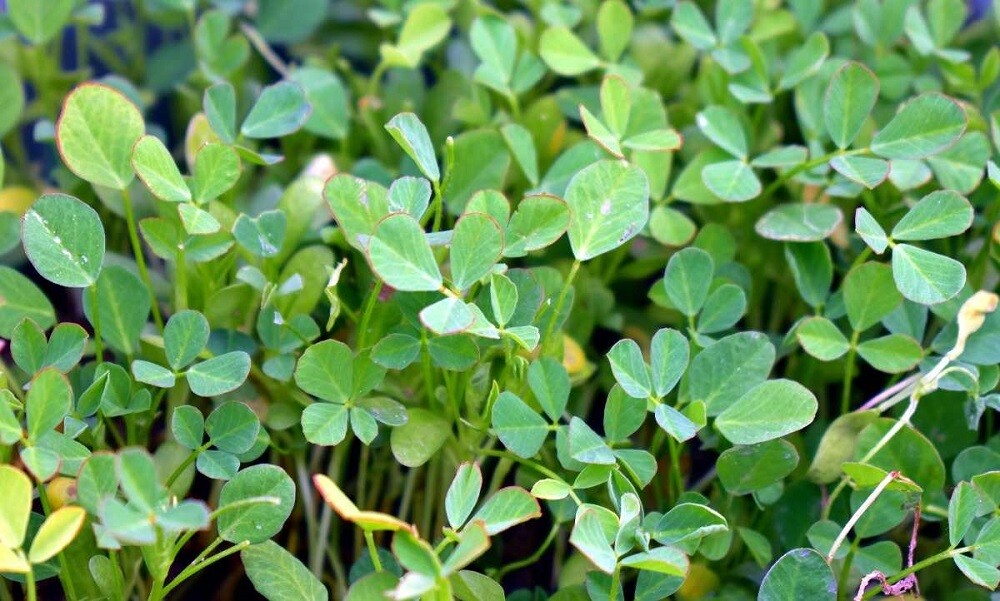 12 oz Fenugreek