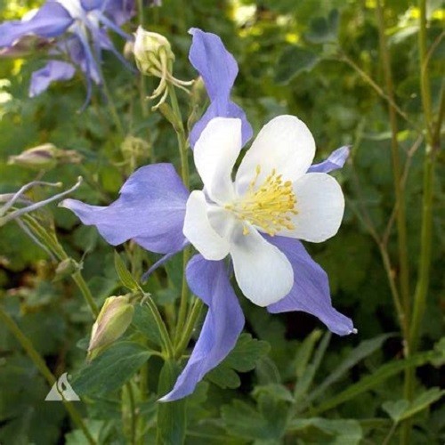 Blue Rocky Mountain Columbine Seeds – Aquilegia coerulea – Heirloom Perennial
