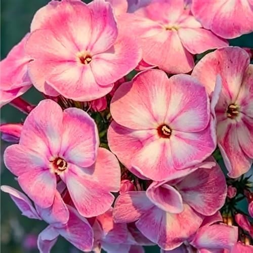 10007+ Creeping Mixed Phlox Seeds for Planting,Bright Perennial Creeping Phlox S