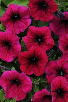 Petunia Shock Wave Deep Purple 100 seeds