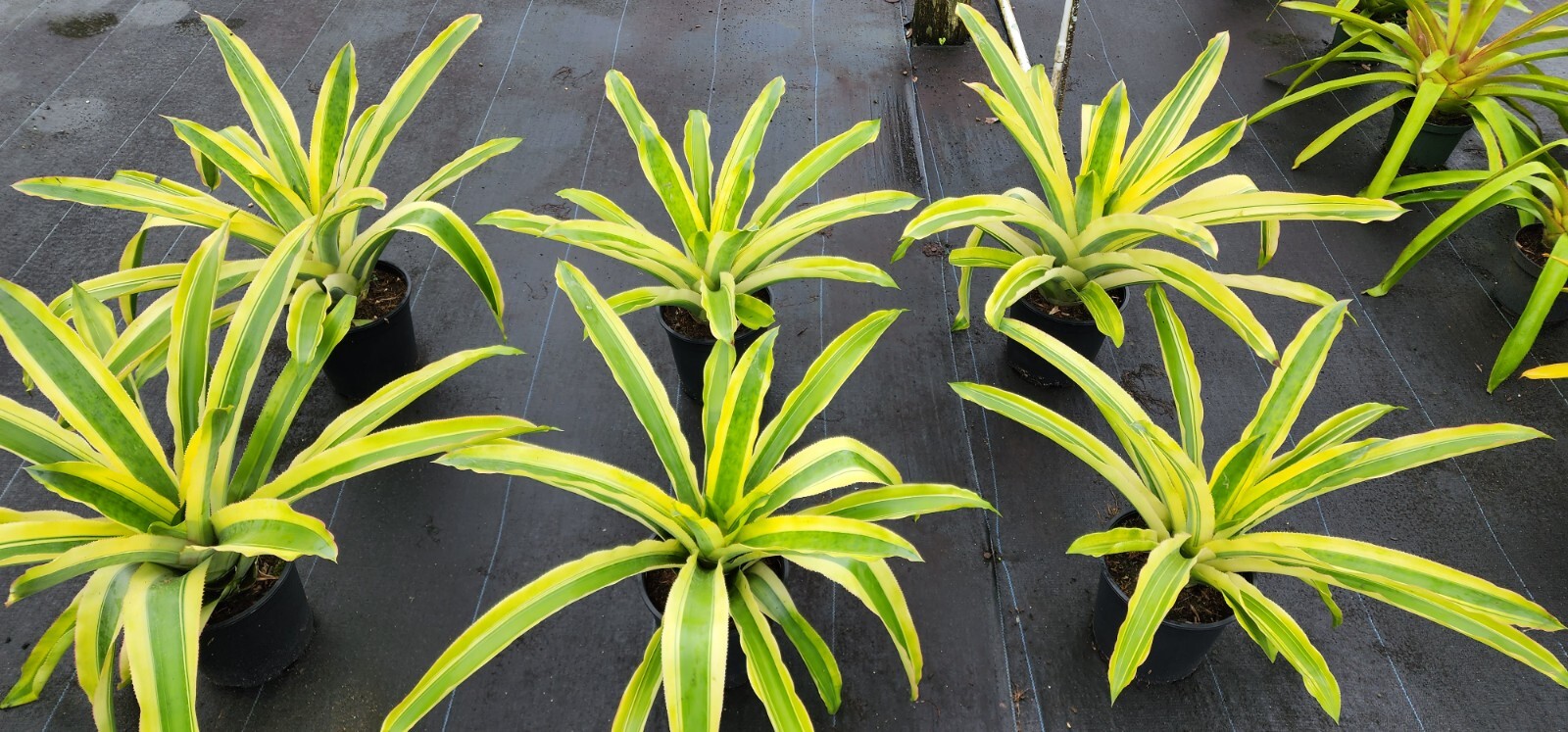 Aechmea Mexicana Albo 9″ pot – live plant