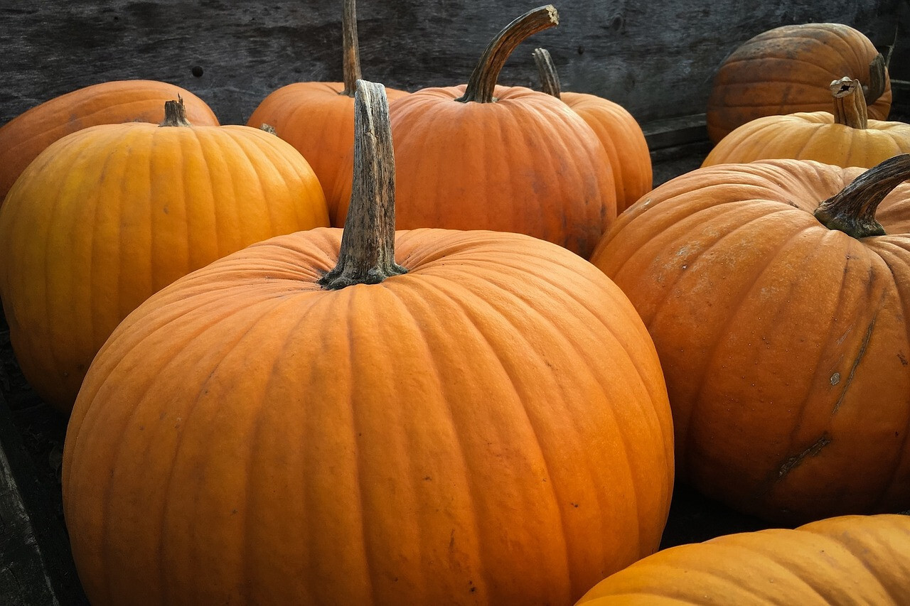 Big Max Pumpkin Seeds, NON-GMO, Enormous Large Pumpkin, Pumpkin Pie, FREE SHIP