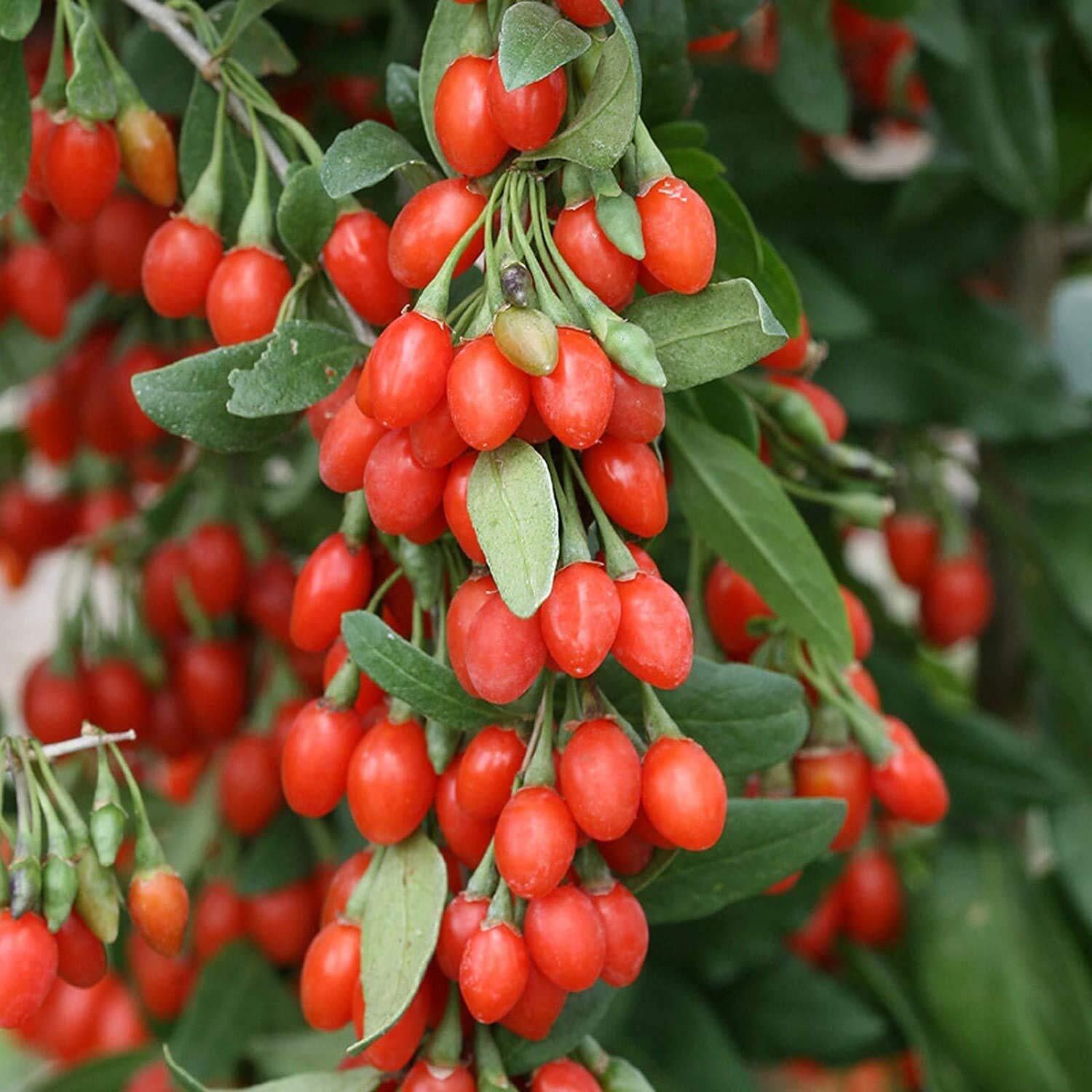 Goji Berry Seeds to Grow – 10 Seeds – Grow an Exotic Fruit Bearing Tree – So Fun