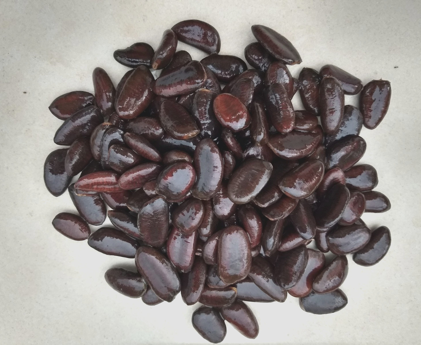 30 Pawpaw Seeds * Superior Genes * With Growing Instructions and Mycorrhiza *
