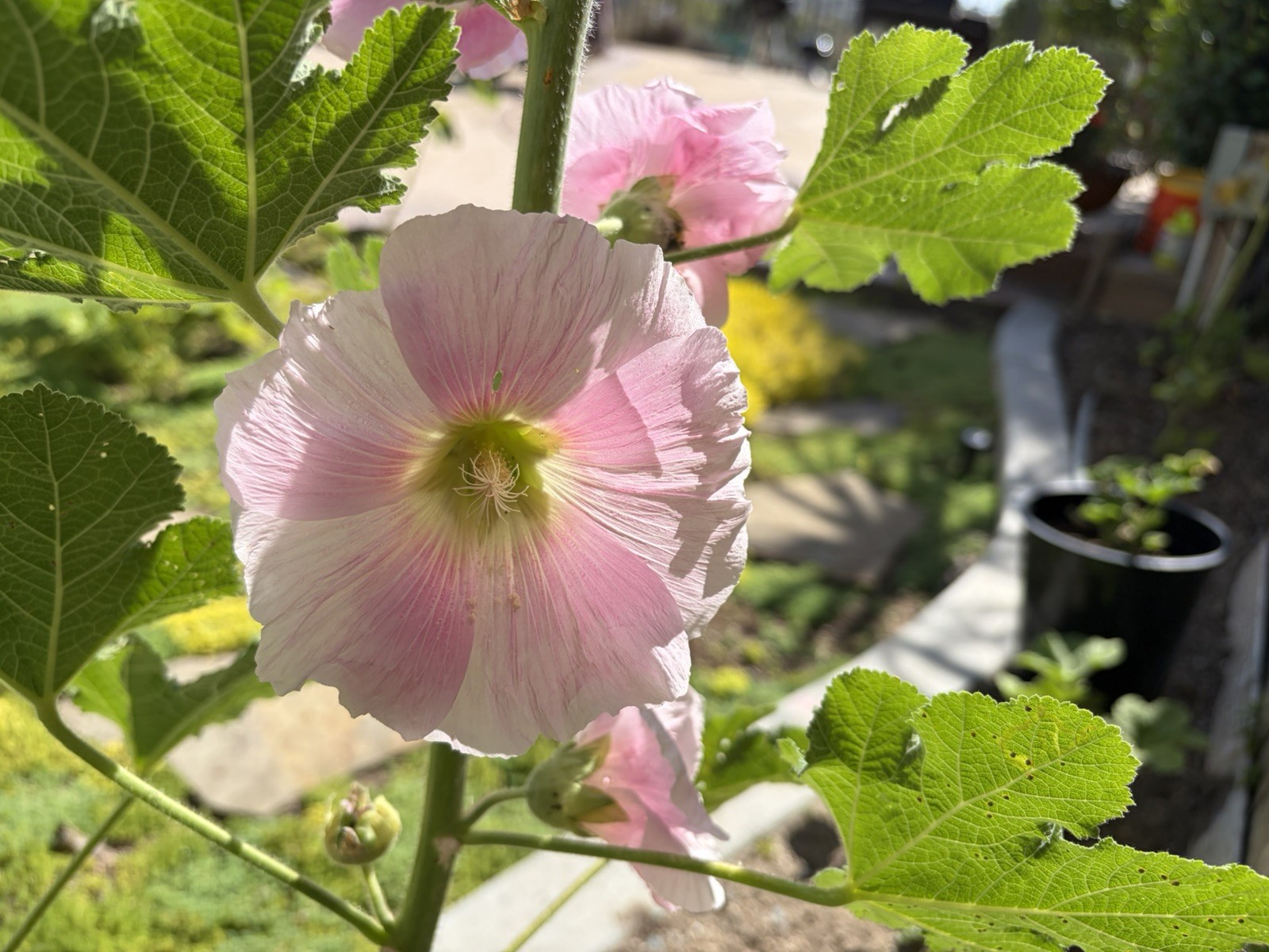 200 (2026) Fresh Hollyhock Flower Seeds Variety Color Pack Free Shipping