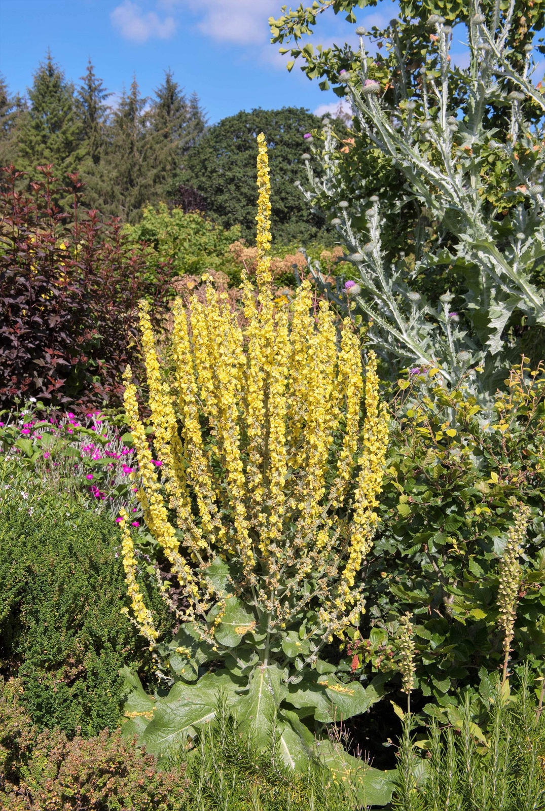 150 YELLOW VERBASCUM Thapsus Common Mullein Flower Herb Seeds *Flat S/H