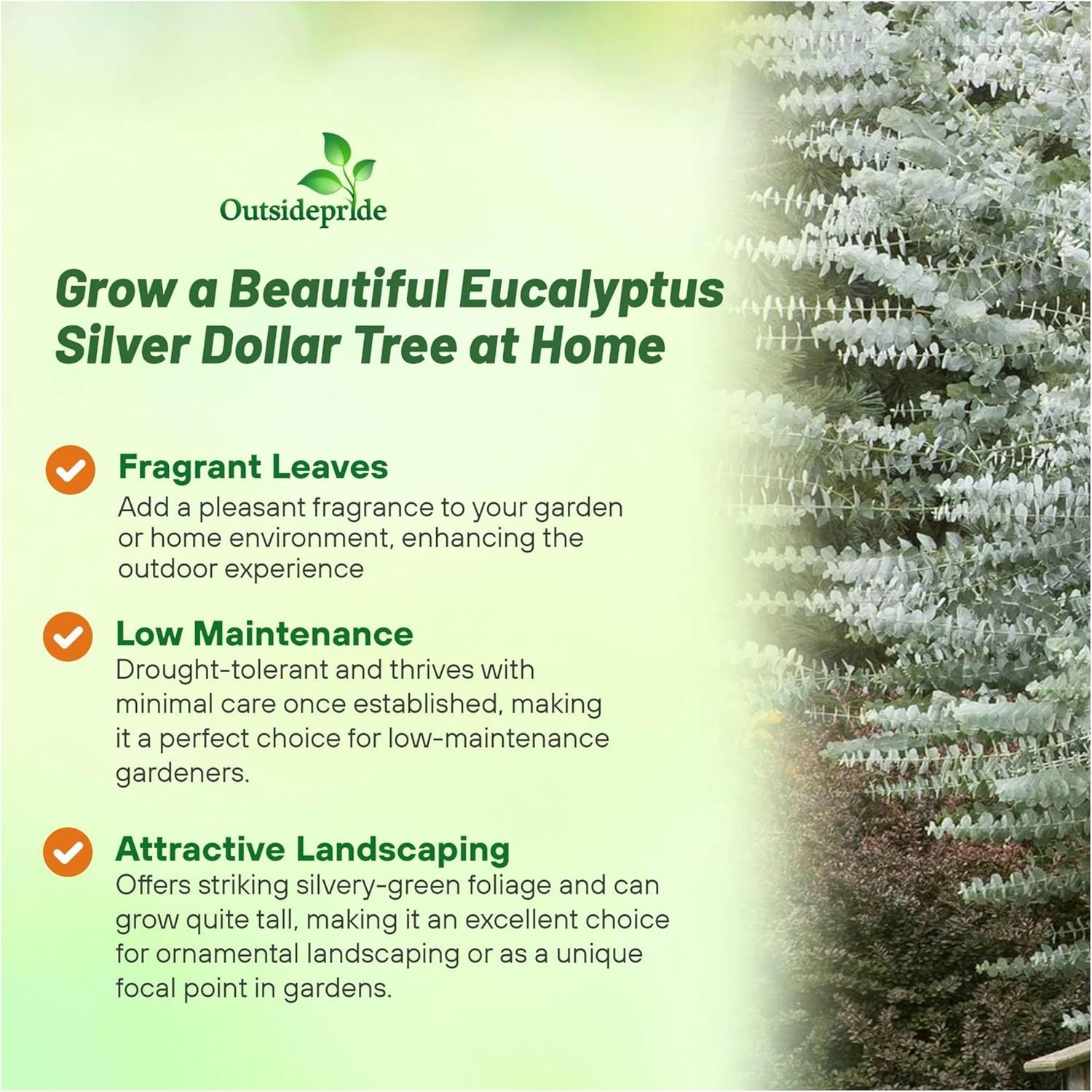 25 Seeds Eucalyptus Seeds – Eucalyptus Cinerea Silver Dollar Seed