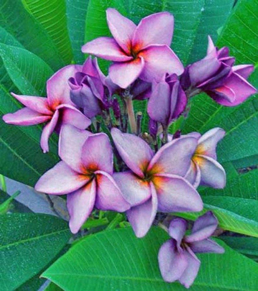 5 Purple Plumeria Seeds Perennial Flowers Seed Frangipani US SELLER
