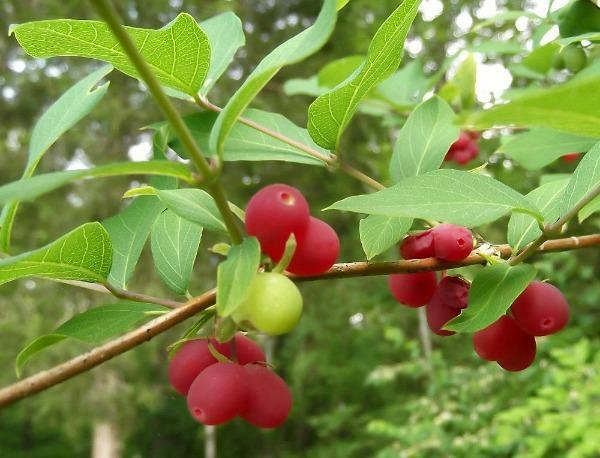 Lonicera fragrantissima | Chinese Honeysuckle | January Jasmine | 75 Seeds
