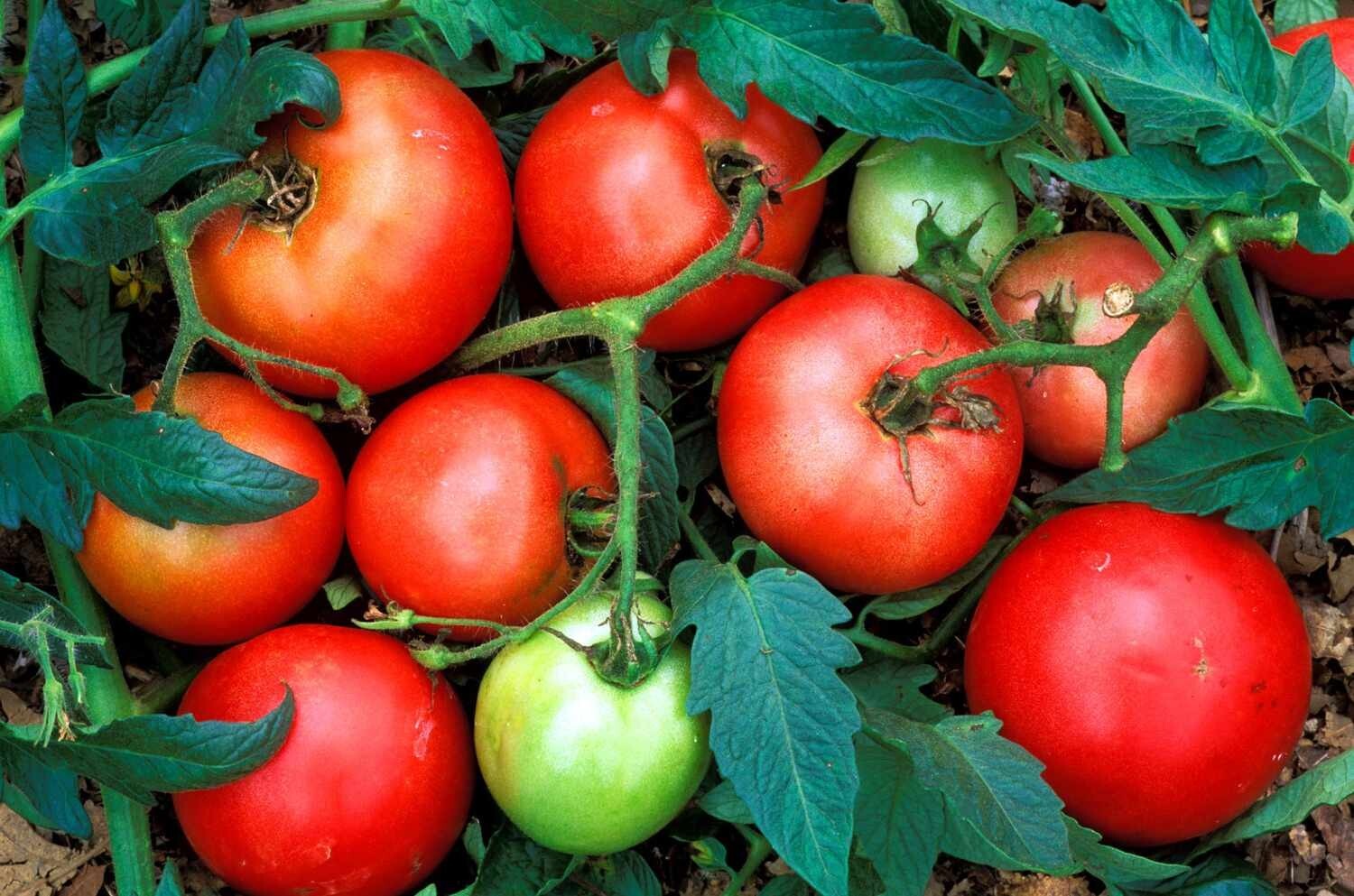 Organic Tomatoes 1-B