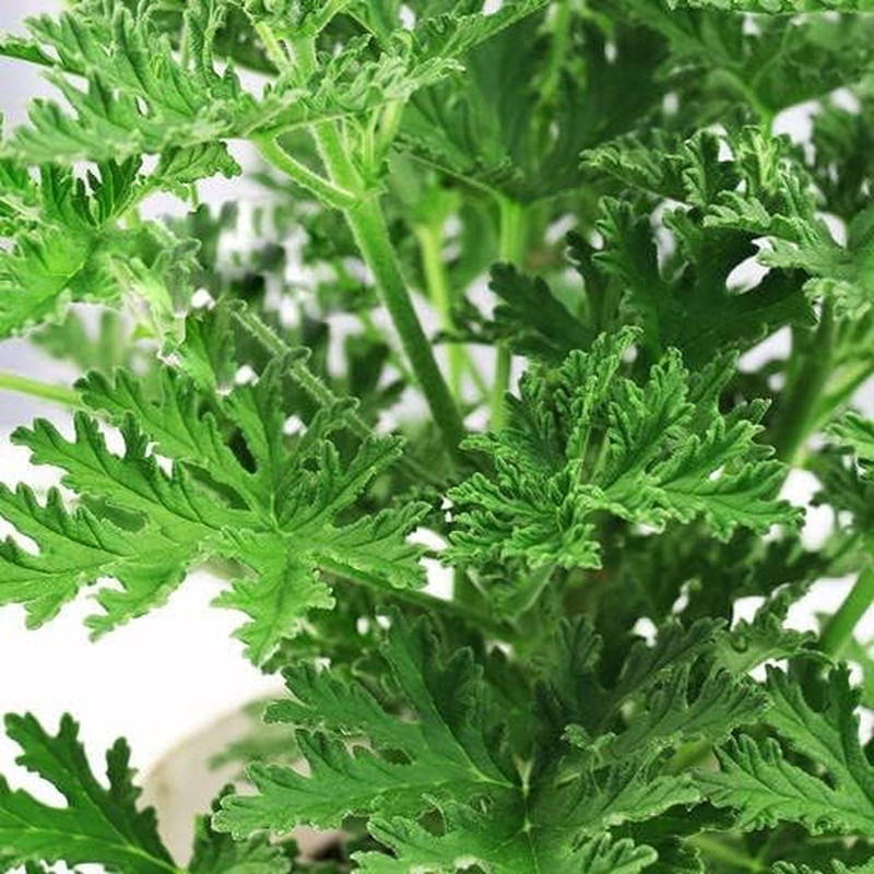 1500 Citronella Plant Seeds Citronella Plant Seeds Home Heirloom Garden Perennia