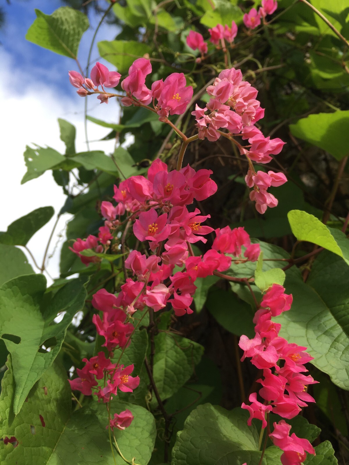 50+ Pink Coral Vine Seeds Antigonon leptopus Plant Perennial Vine Seeds Bee Bush