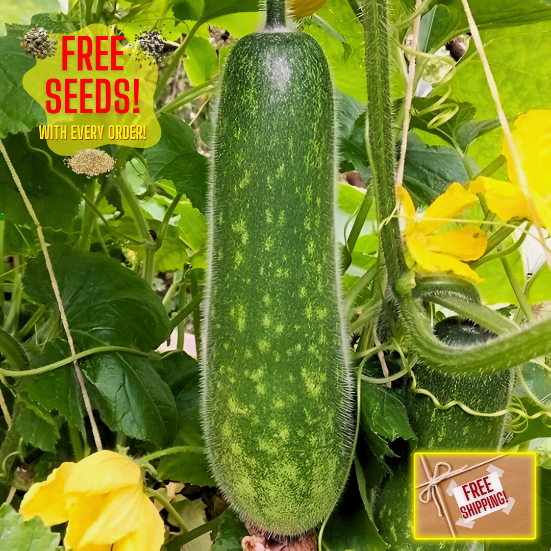 Fresh Jang Sin 20 Seeds | Hairy Gourd | Heirloom | Non-GMO | Asian Vegetables