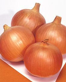 Onion Frontier 500 seeds