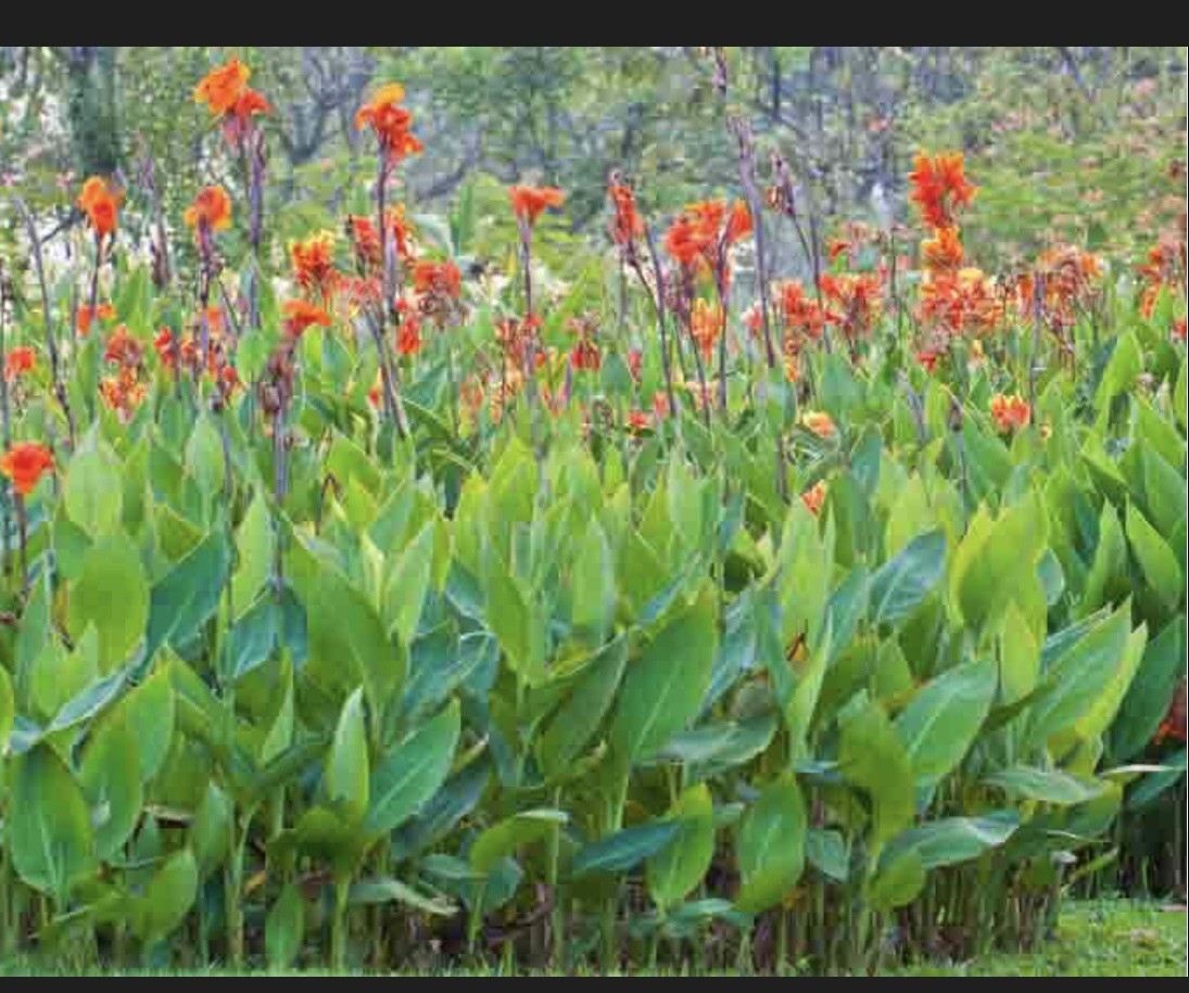 Canna Bulbs Red Flowers Tall Plants Lot Of (5) Bronze Leaf Lily Rhizomes