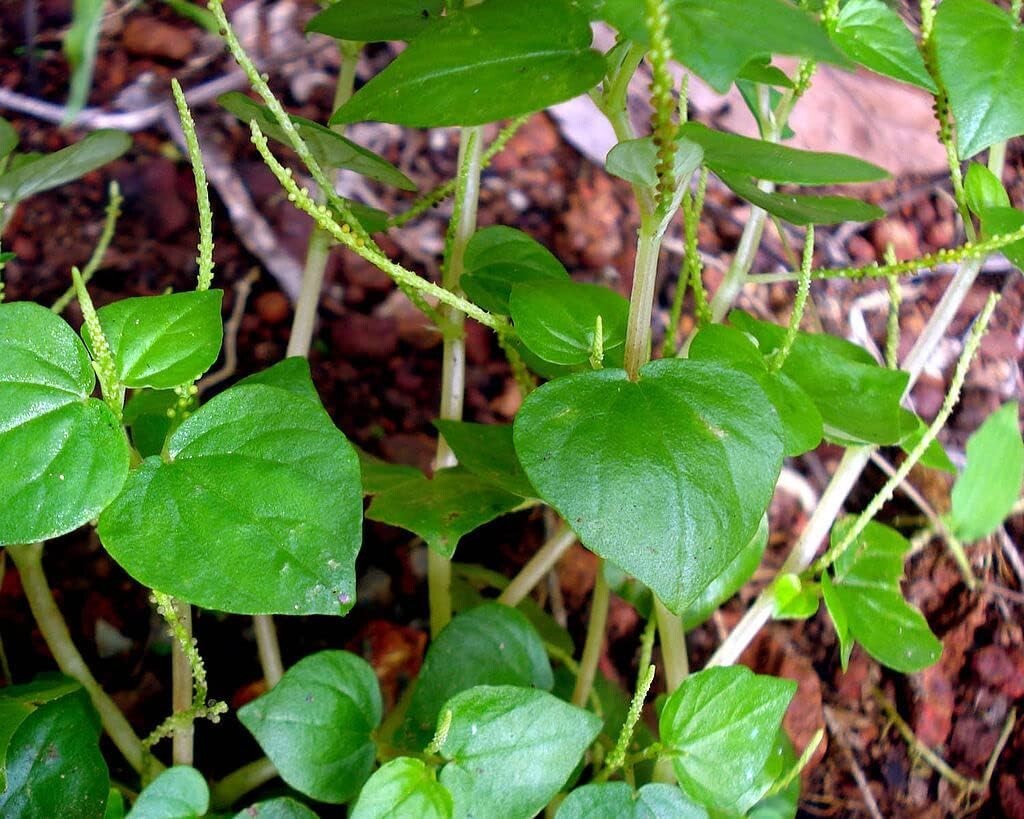 5000+ Crab Claw Seeds – Rau Cang Cua – Shiny Bush Seeds AKA. Peperomia Pellucida