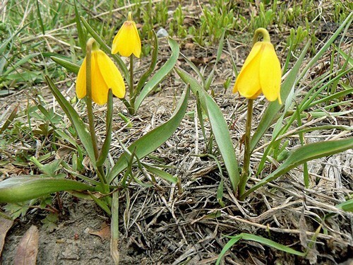 Fritillaria pudica | Yellow Fritillary | Yellow Mission Bells | 10 Seeds