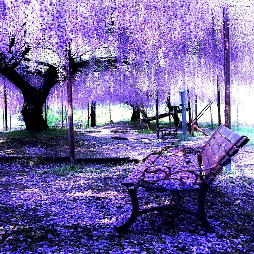 10 Chinese Blue Wisteria sinensis Tree Seeds Fast Flower Vine Hardy Bonsai Plant