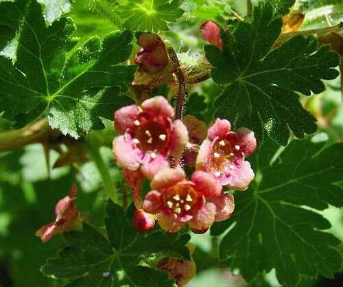 Ribes montigenum | Mountain Gooseberry | Red Prickly Gooseberry | 10 Seeds