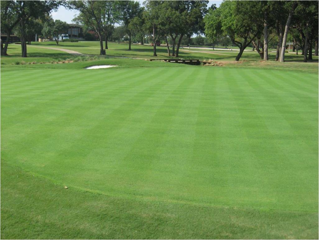 Penncross Bentgrass Seed – 2 Lbs.