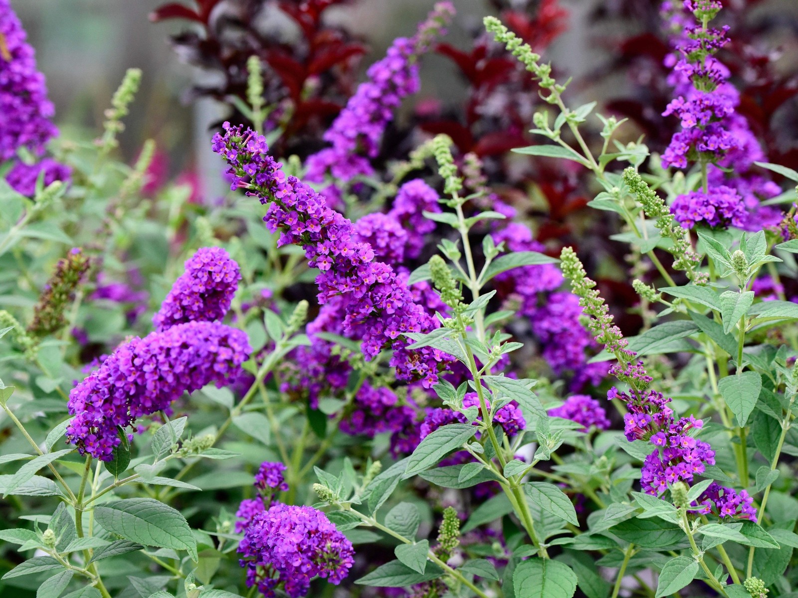 50 VIOLET PURPLE BUTTERFLY BUSH Buddleia Davidii Flower Seeds *Flat S/H