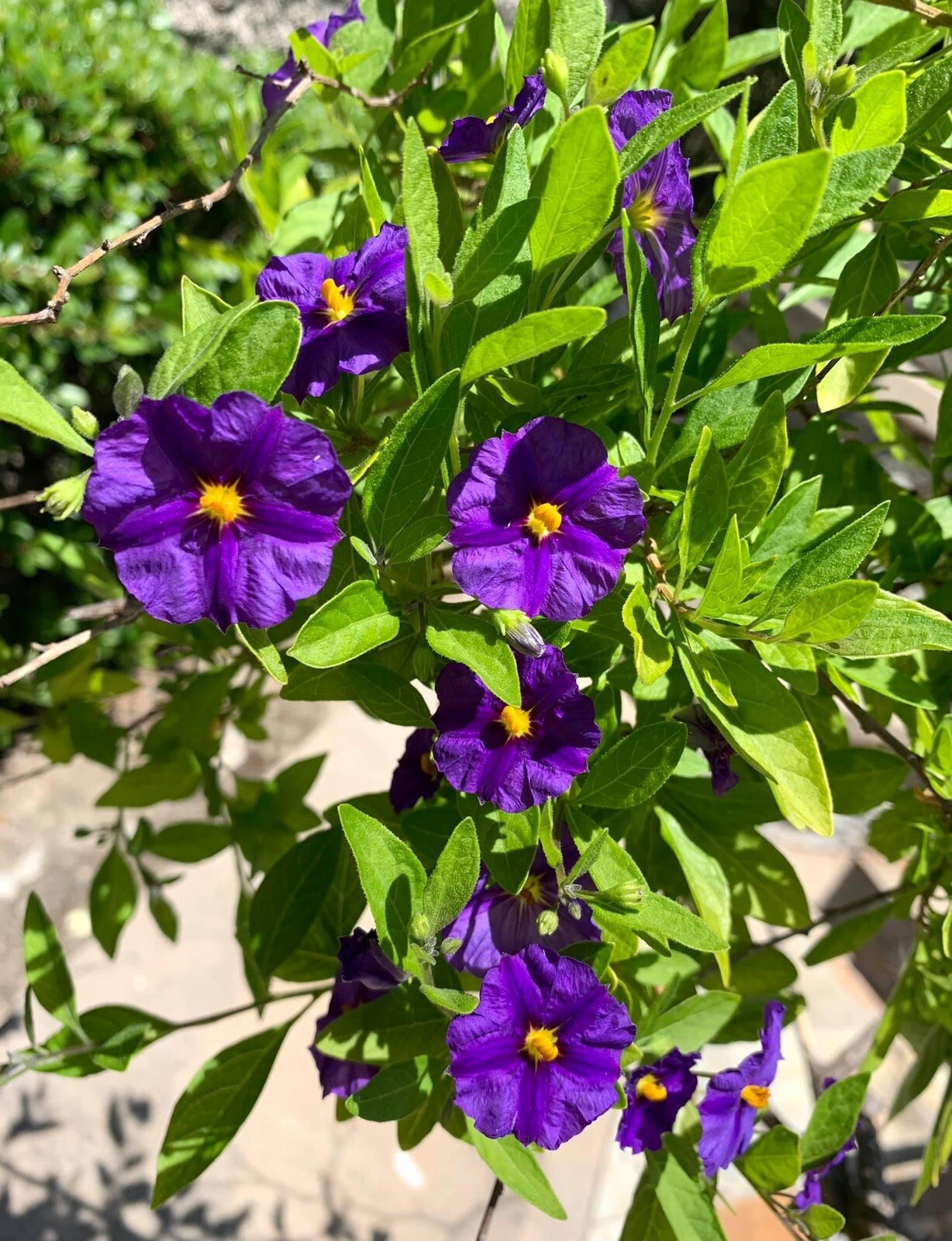 Lycianthes Rantonnetii, Potato Bush – 1 Small Plant about 1 foot – USA