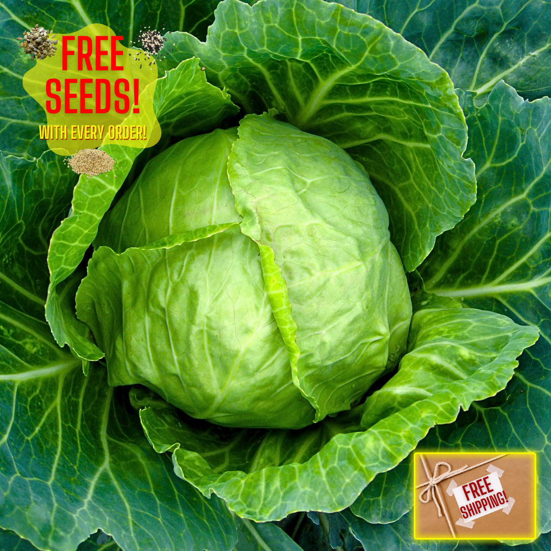 Fresh Golden Acre Cabbage Seeds | Heirloom Non-GMO | Fresh Vegetable Seeds