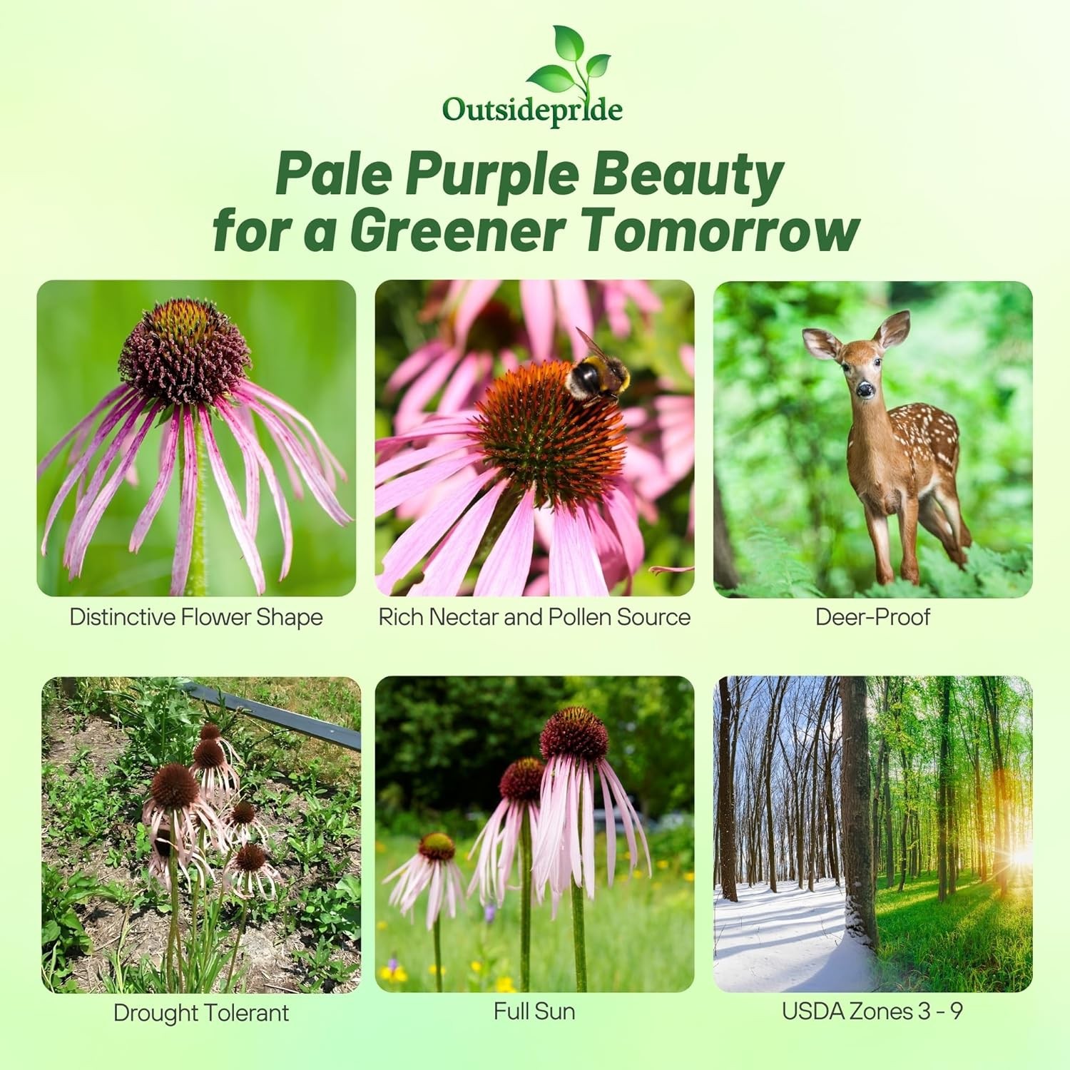 1000 Seeds Echinacea Pallida Drought Tolerant Pale Purple Coneflower Flower