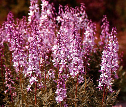 BURNING BUSH Dictamnus Fraxinella – 50 Bulk Seeds