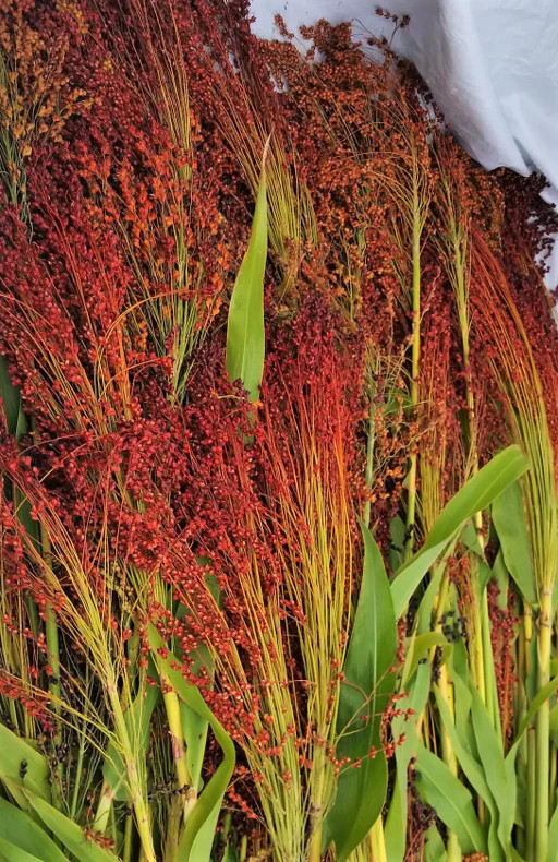 Red Broom Corn Seeds | Sorgum Bicolor Millet Mixed Colors Grain Flower Seed 2024
