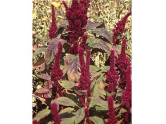 Red Cathedral Amaranth 30 seeds Comb. S/H Beautiful tall flowers -Easy to grow!