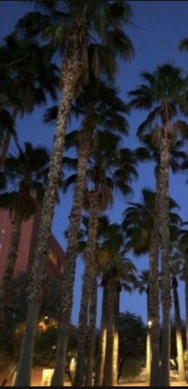 FAST-GROWING Mexican Fan Palm Tree (Washingtonia Robusta) Seeds (10+ Total)!
