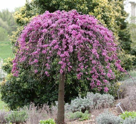 5 Weeping Purple Cherry Tree Seeds Flowering Japanese Ornamental Prunus Flowers