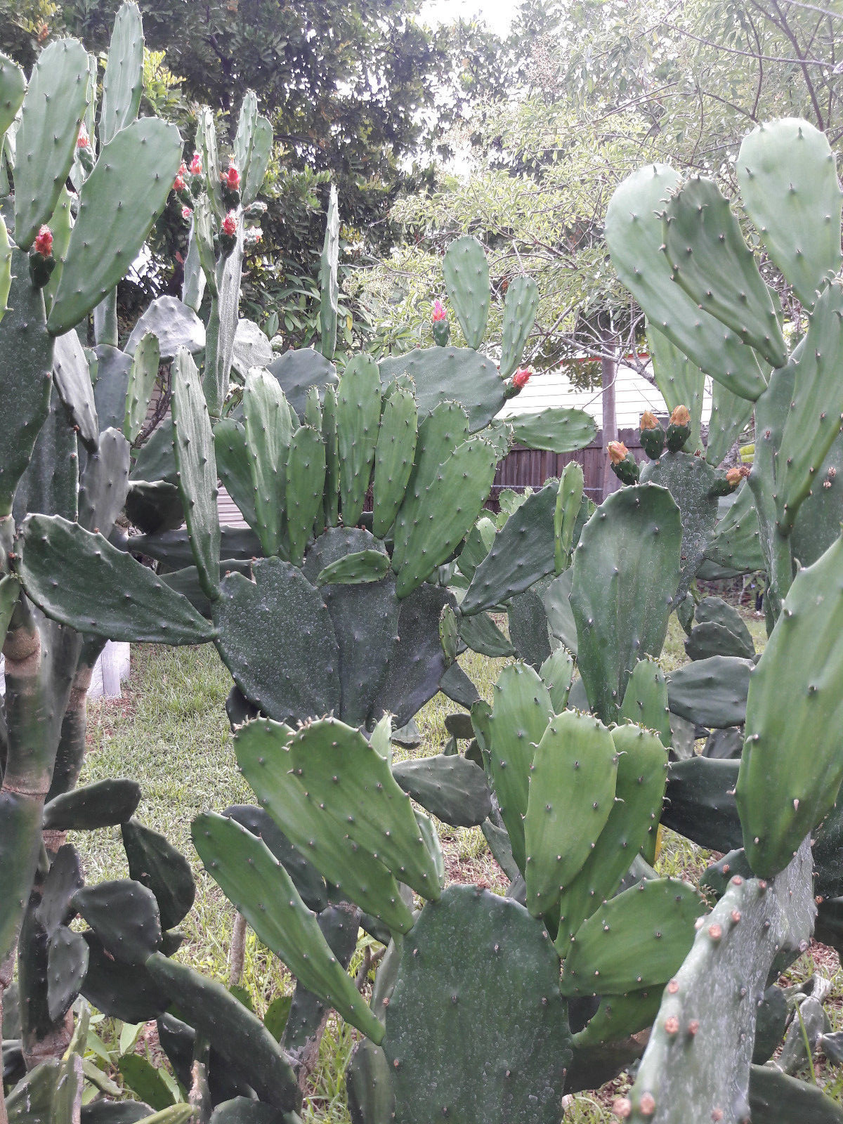 Spineless Thornless Edible Nopales Prickly Pear Cactus Pads, Opuntia Ellisia