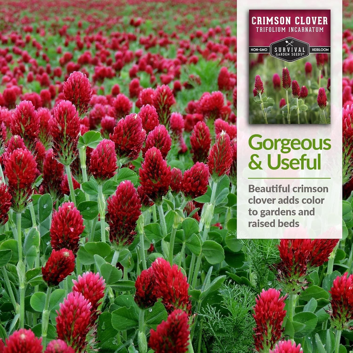 1 Packet of Crimson Clover Seed – Non-GMO Heirloom for Easy Planting & Blooming