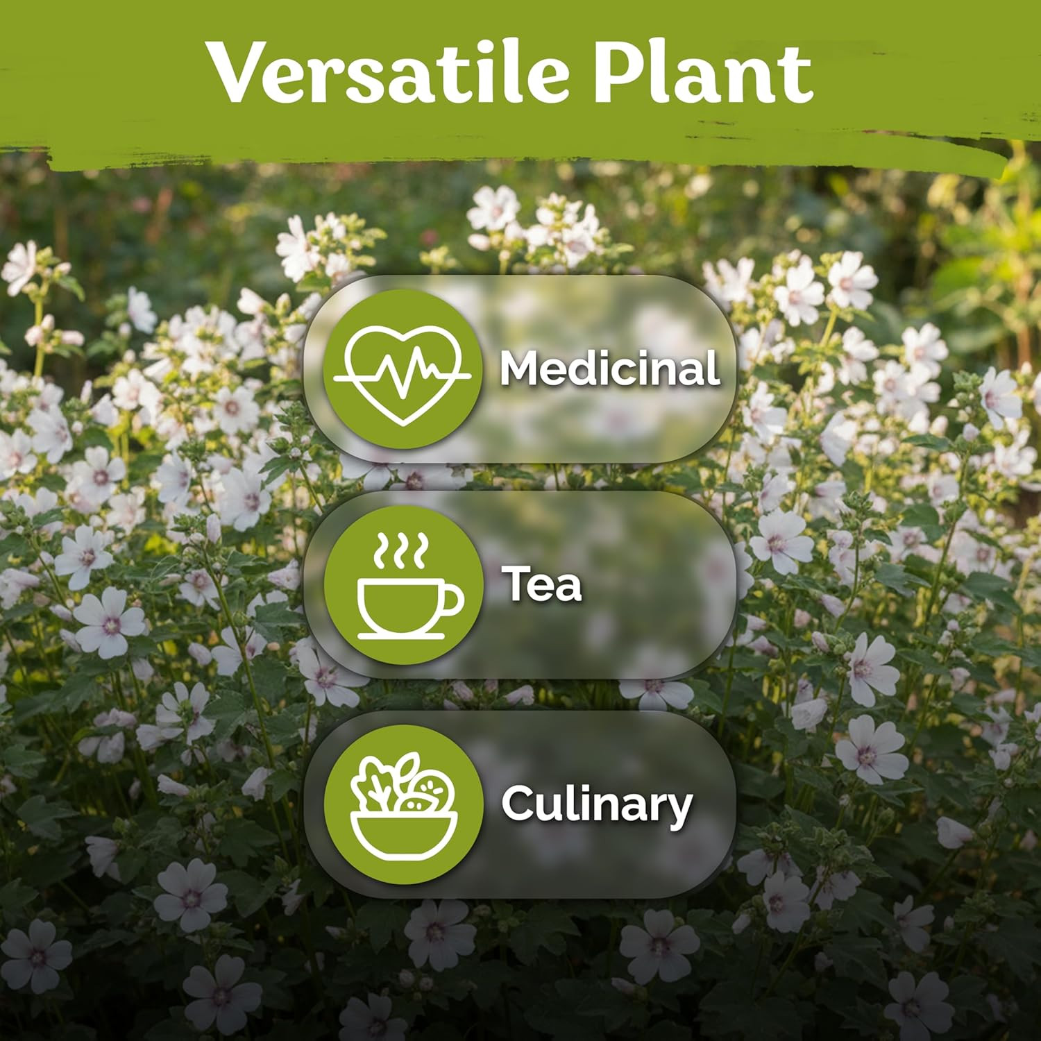 250 Marsh Mallow Seeds for Planting (Althaea Officinalis) – White Mallow Medicin