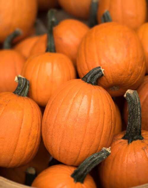 15+Small Sugar Pumpkin Seeds Vegetable Squash Heirloom Non-GMO USA