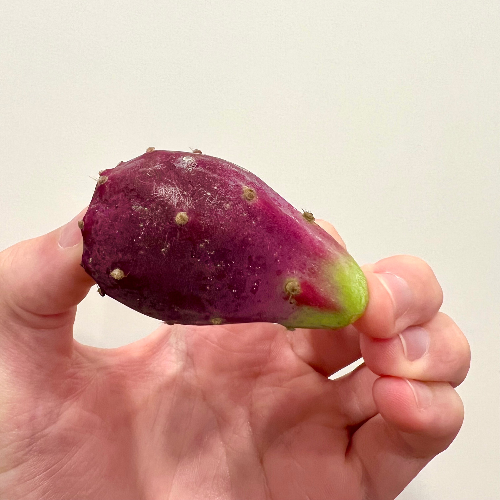 Native Texas Prickly Pear Cacti Fruit For Seeds