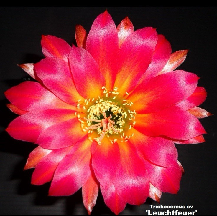 RARE,T.CEREUS HYBRID ‘LEUCHTFEUER’ AKA ‘BEACON OF LIGHT’, Echinopsis,cactus