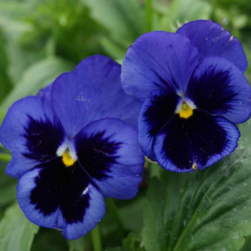 2000 Seeds Pansy Seeds – Pansy Ullswater Blue Flower Seed