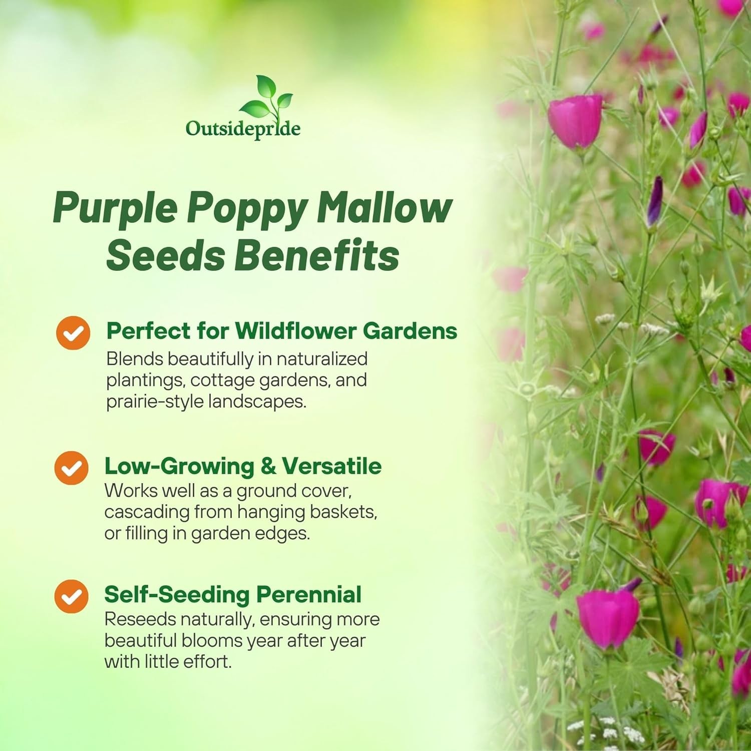 25 Seeds Callirhoe Purple Poppy Mallow Winecups Drought Tolerant Ground