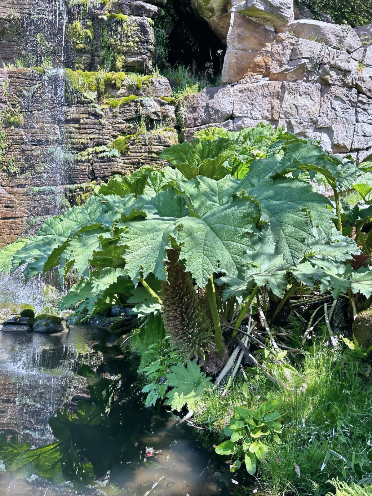 GUNNERA MANICATA SEEDS “Dinosaur Food” Giant Hardy Exotic Flower Plant RARE!