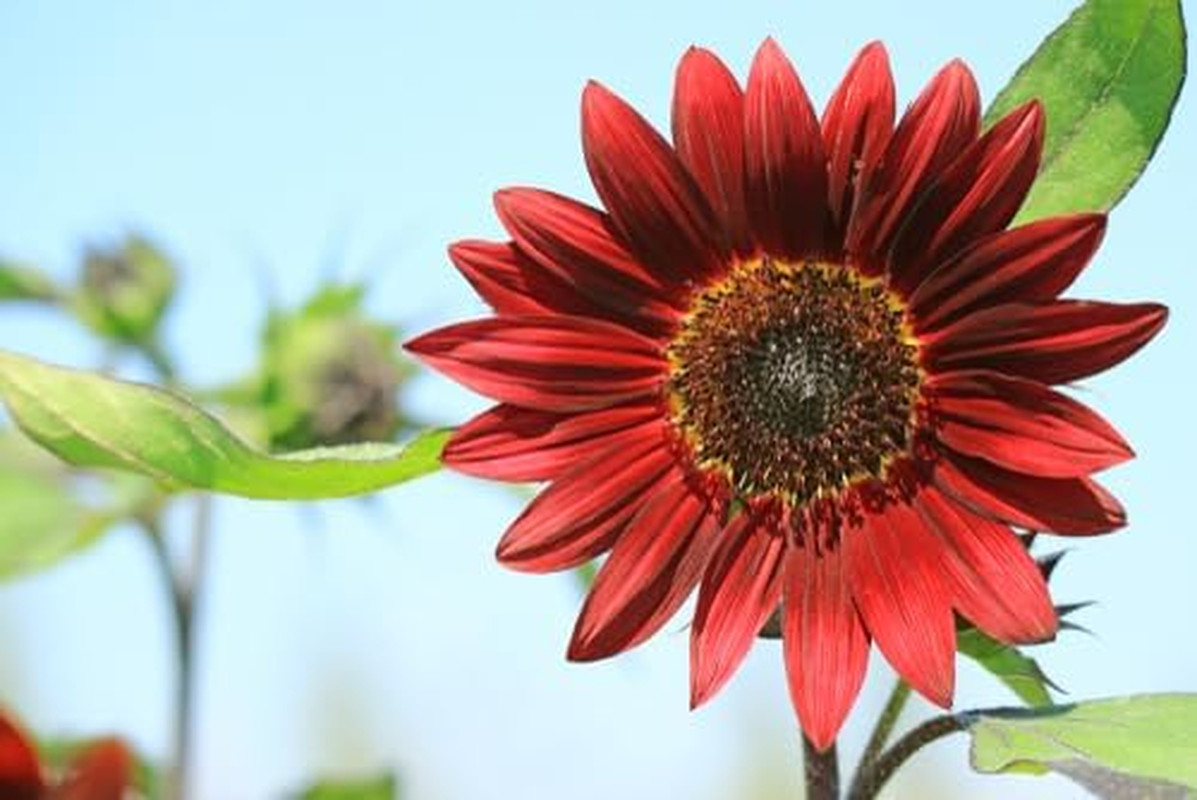 Red Sunflower Seeds for Planting – 50 Heirloom Non GMO Velvet Queen Flower Seeds