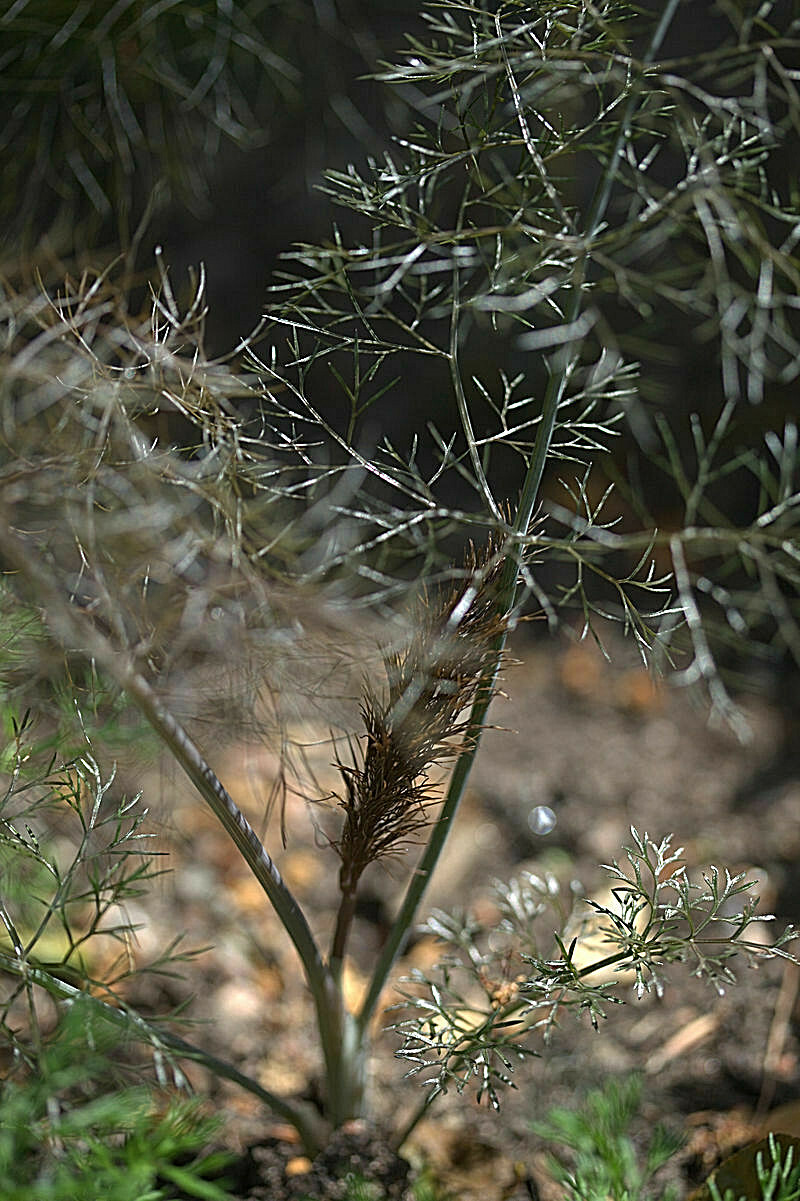 BRONZE FENNEL 100 SEEDS, DARK-PURPLE FOLIAGE, YELLOW FLOWERS, LICORICE FLAVER