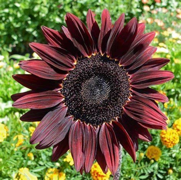 25 Sunflower Seeds Flower Seed Flowers Heirloom Pollinator Garden ” Chocolate”