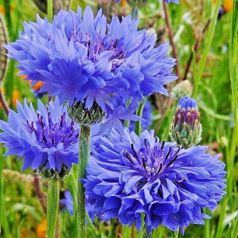 501+Dwarf Blue BACHELOR BUTTON CORNFLOWER Seeds Deer Resistant Cut Dried Flowers