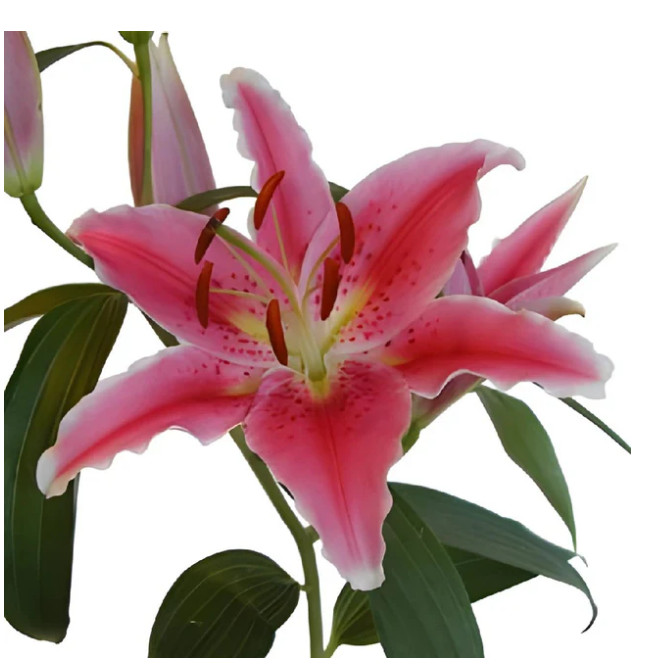 (1) Stargazer Oriental Lily Bulb