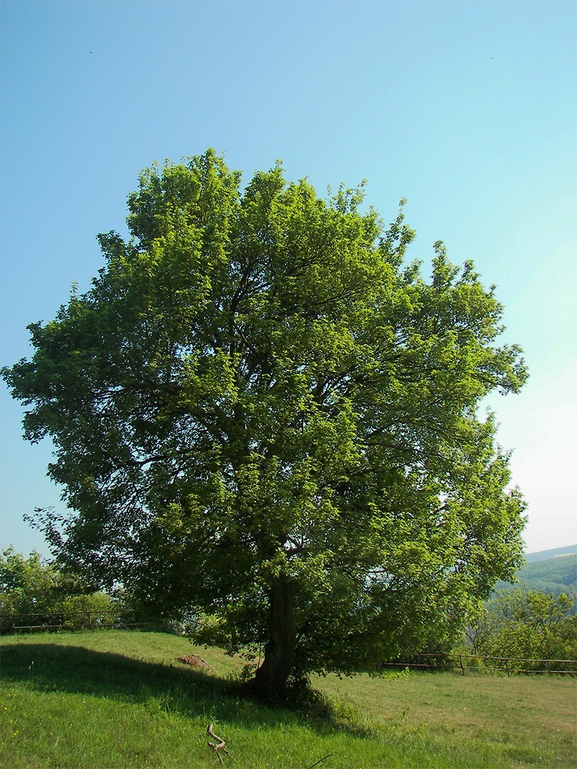 Field Maple Tree | Premium Seeds | Acer campestre ‘Fall’ | Plants’®