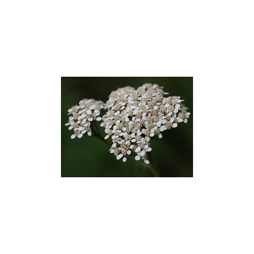 White Yarrow Nice Garden Flower By Seed Kingdom 2,000 Seeds