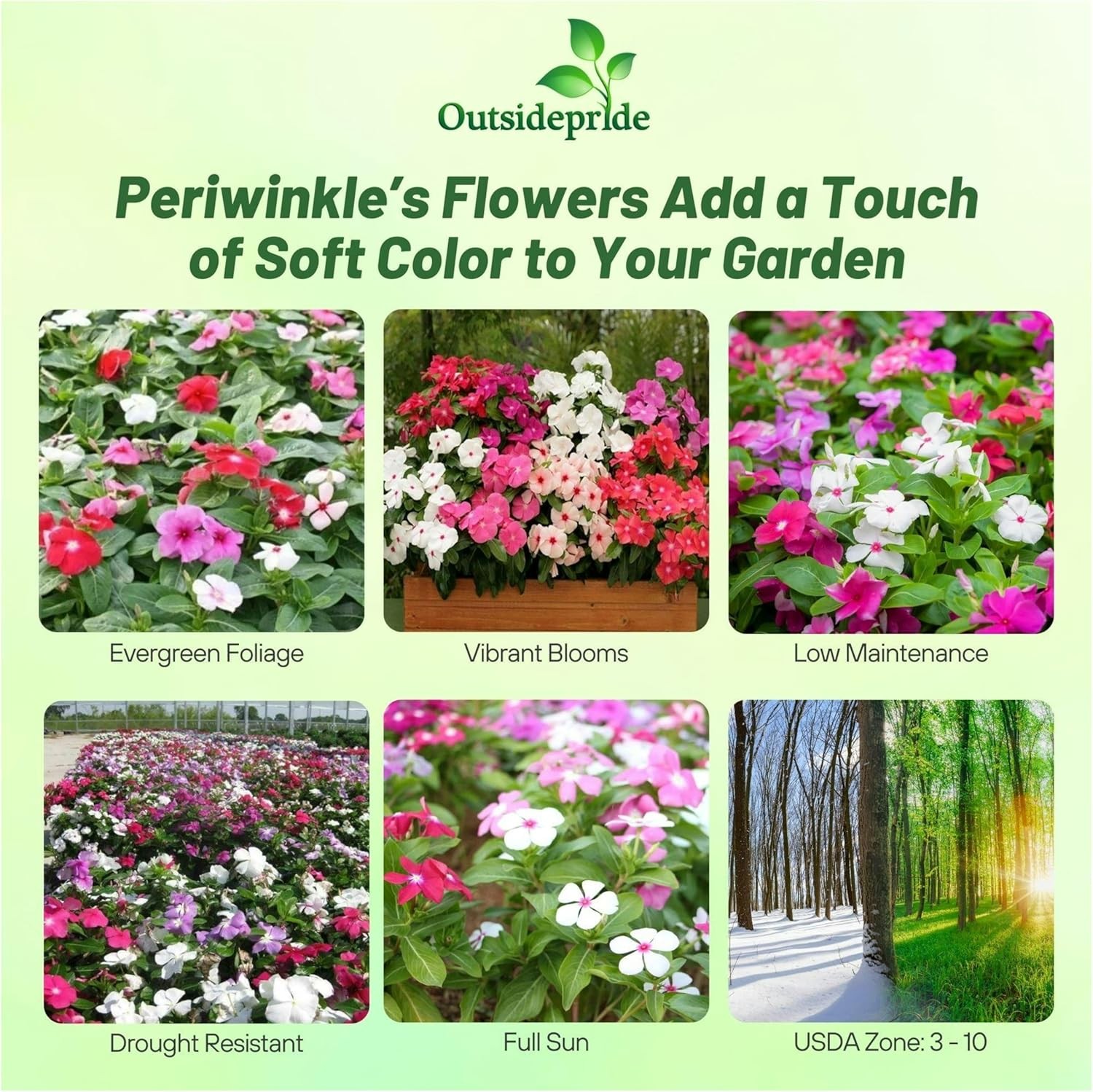2000 Seeds Periwinkle Vinca Seed Mix For Planting – Dwarf Little Mix Ground